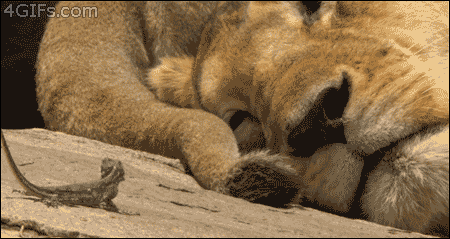 Lion Gif - Gif Abyss