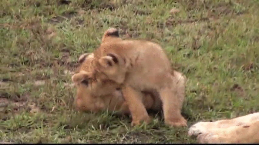 Lion Gif Id 88342 Gif Abyss
