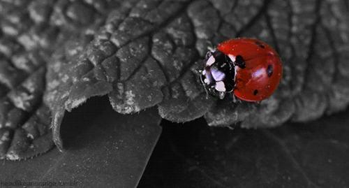Ladybug Gif
