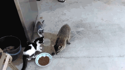 Download Animal Raccoon Gif
