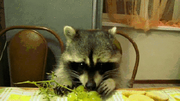 Racoon Eating Grapes - Gif Abyss