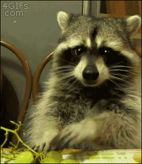 Racoon Eating Grapes