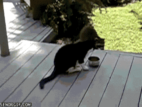 89013.gif