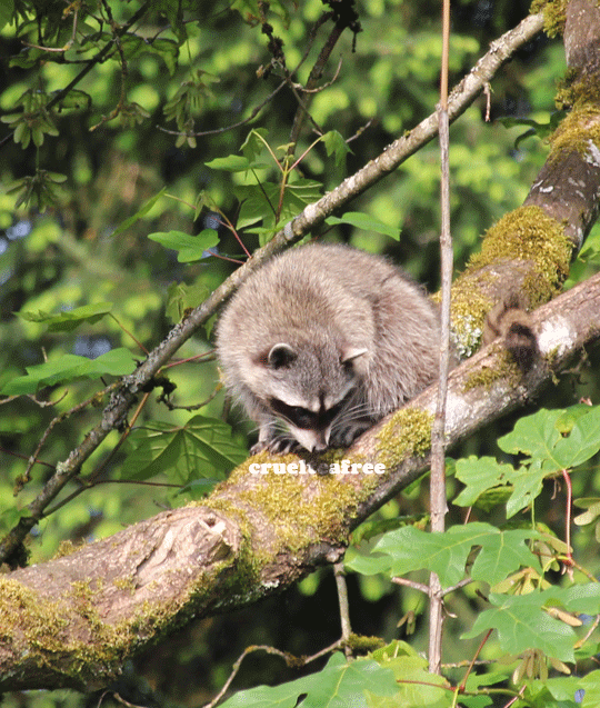 Raccoon Gif Gif Abyss