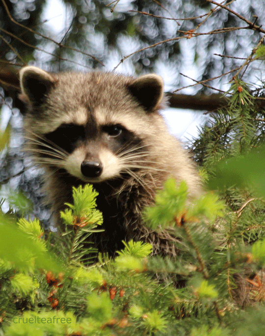 Raccoon Gif Gif Abyss