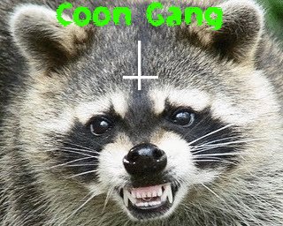 Download Animal Raccoon Gif