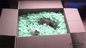 Gif ID: 89098