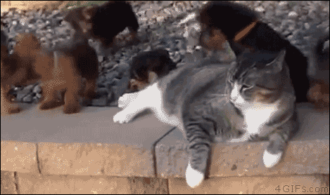 Download Puppy Funny Humor Animal Cat Dog Gif Download Puppy Funny Humor Animal Cat Dog Gif