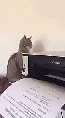 Download Funny Humor Animal Cat Gif