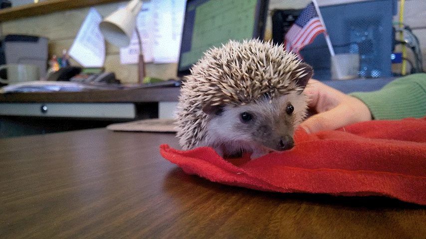 Hedgehog Gif