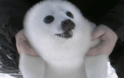 Happy seal