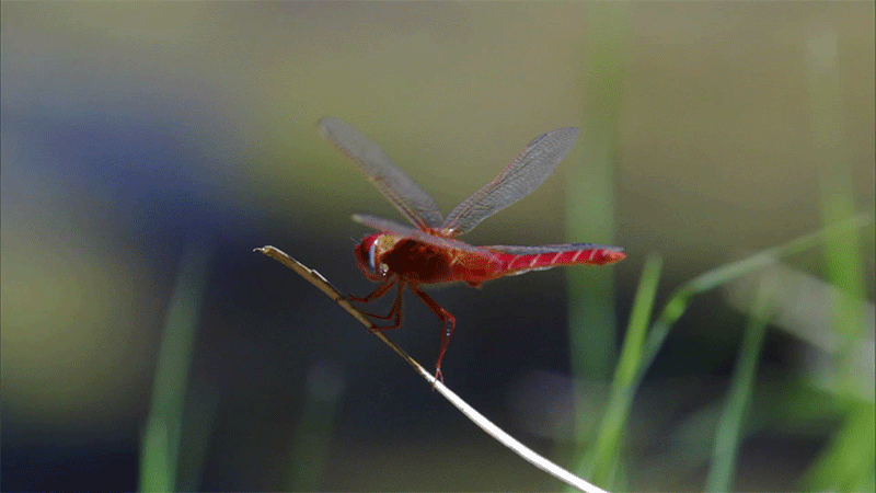 Dragonfly Gif